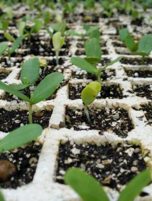 Seedling Photo
