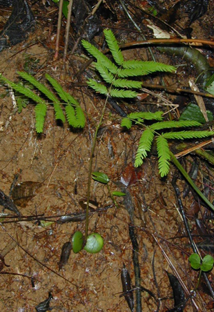 Seedling Photo