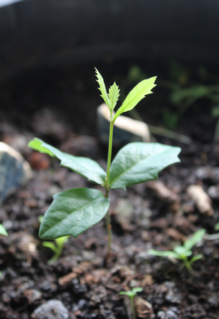 Seedling Photo