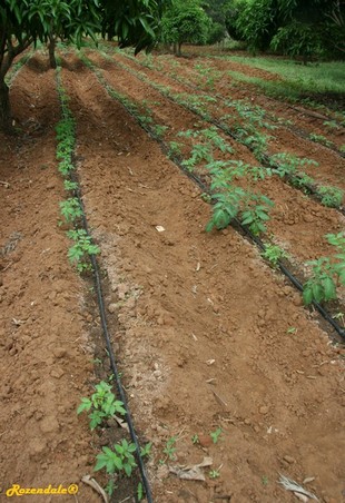 Seedling Photo