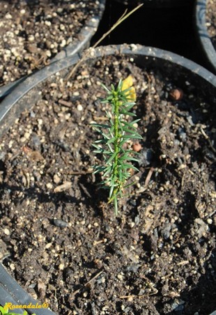 Seedling Photo