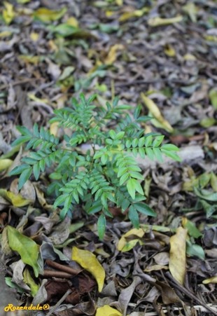 Seedling Photo