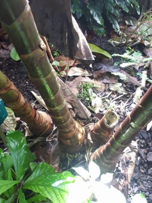 Stem Photo