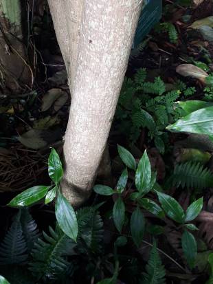 Stem Photo