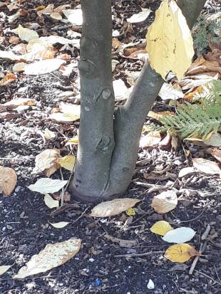 Stem Photo