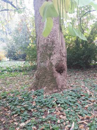 Stem Photo