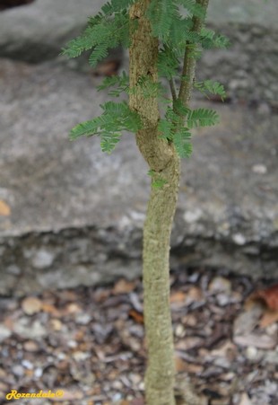 Stem Photo