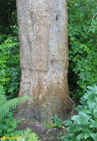 Stem Photo