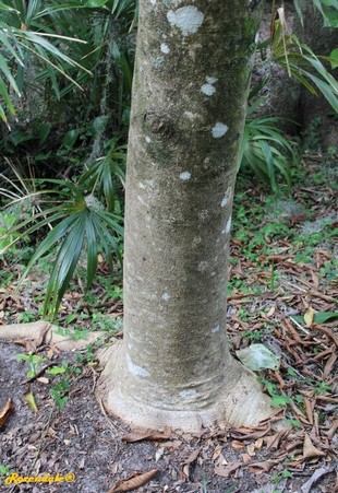 Stem Photo