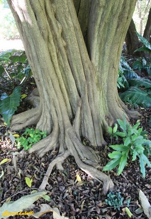 Stem Photo