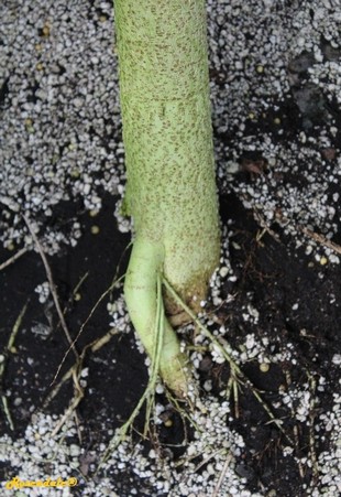 Stem Photo