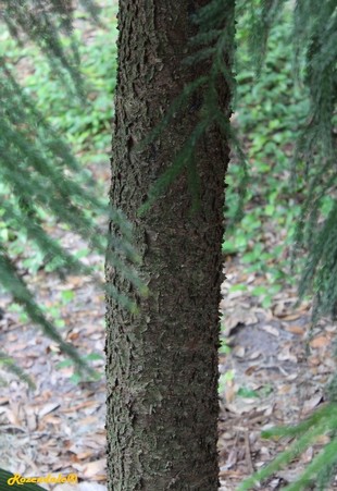 Stem Photo