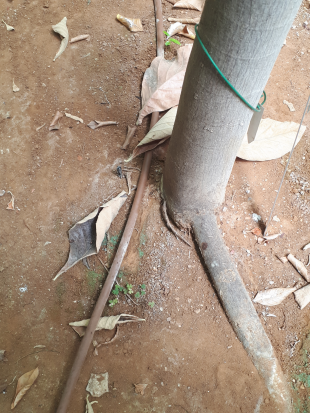 Stem Photo