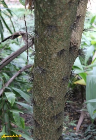 Stem Photo