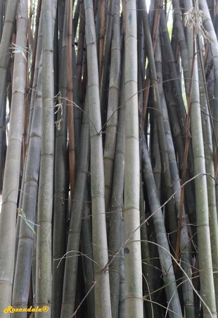 Stem Photo