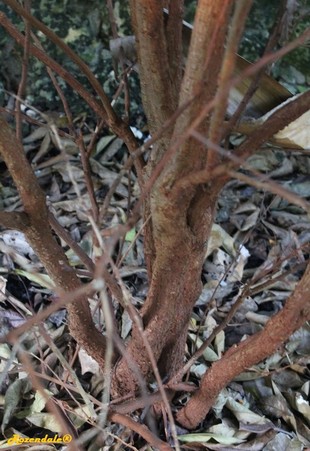 Stem Photo