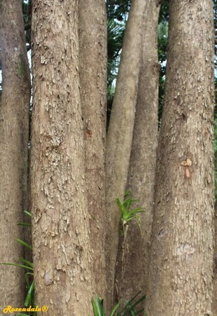 Stem Photo