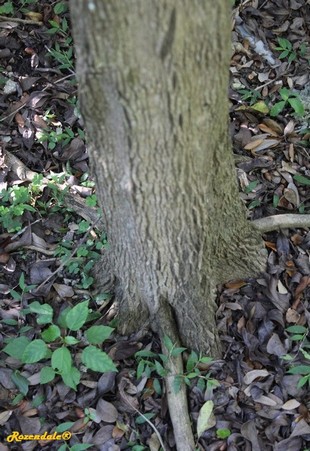 Stem Photo