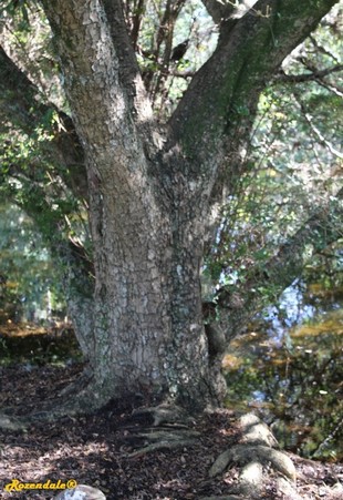 Stem Photo