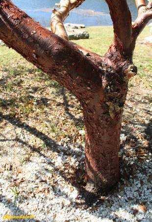 Stem Photo