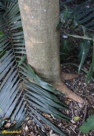 Stem Photo
