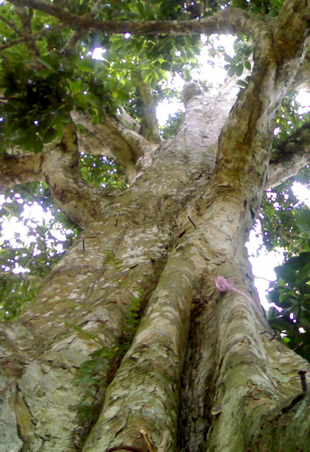 Stem Photo
