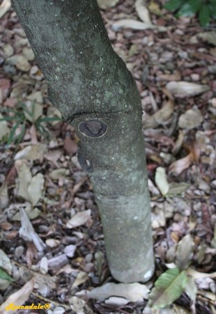 Stem Photo