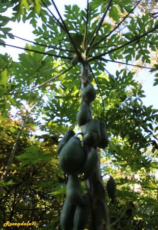 Stem Photo