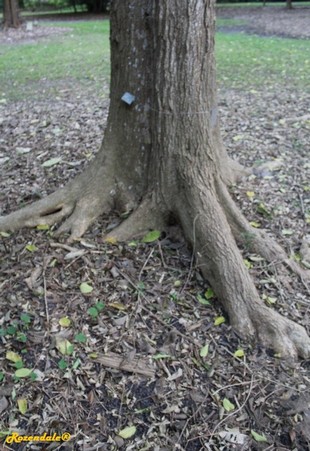 Stem Photo