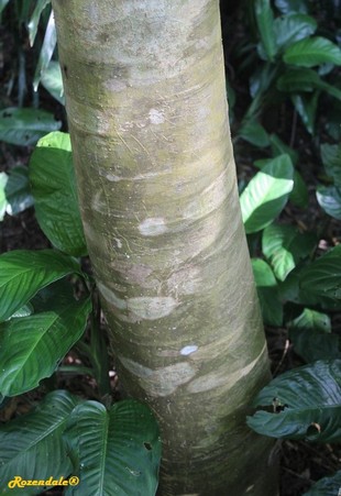 Stem Photo