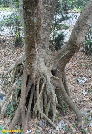 Stem Photo