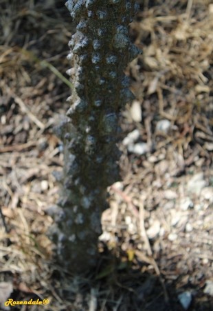 Stem Photo