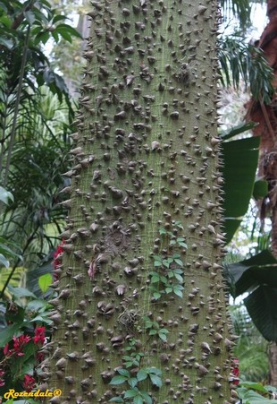 Stem Photo