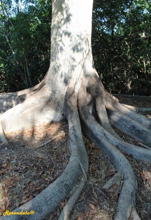Stem Photo