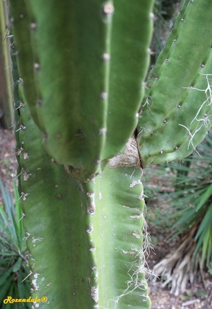 Stem Photo