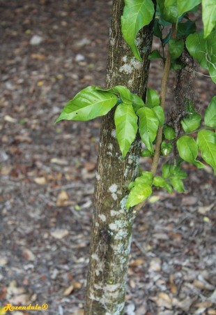 Stem Photo