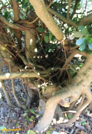 Stem Photo