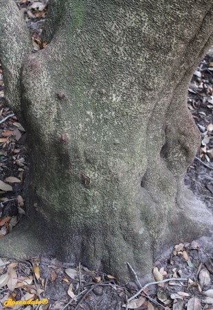 Stem Photo