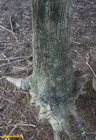Stem Photo