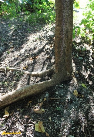 Stem Photo