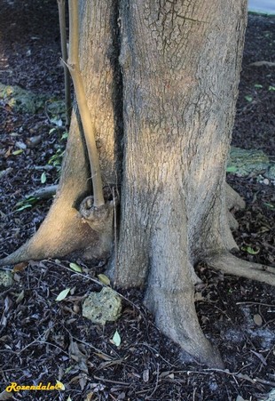 Stem Photo