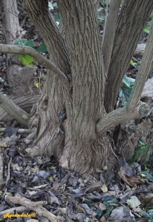 Stem Photo