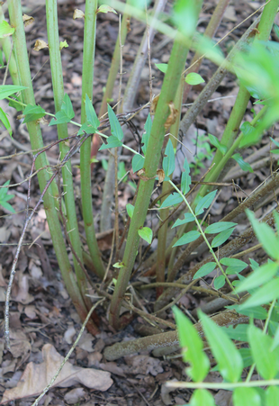 Stem Photo