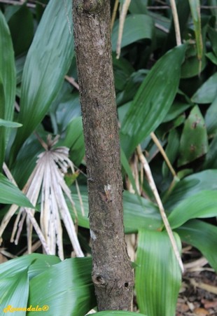 Stem Photo