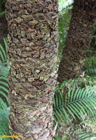 Stem Photo