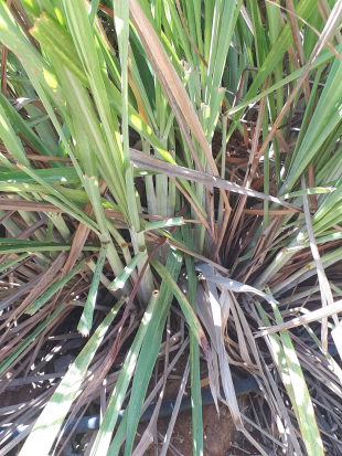 Stem Photo