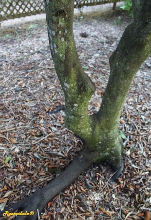 Stem Photo