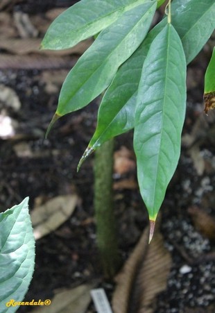 Stem Photo