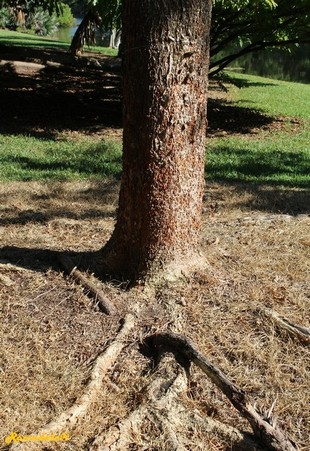 Stem Photo