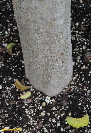 Stem Photo